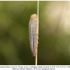 melanargia hylata talysh larva3a